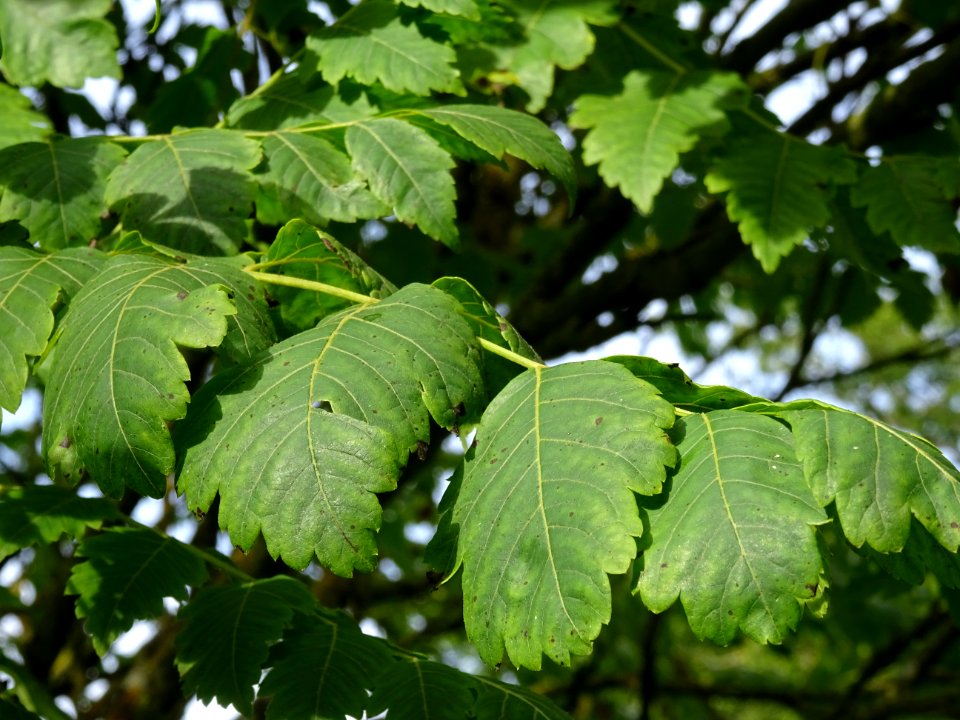 Savonnier de Chine, Koelreuteria integrifolia, Sapindacées… 