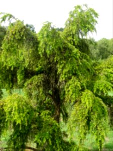Pruche de Chine, Tsuga chinensis, Pinacées, Arboretum de C… 