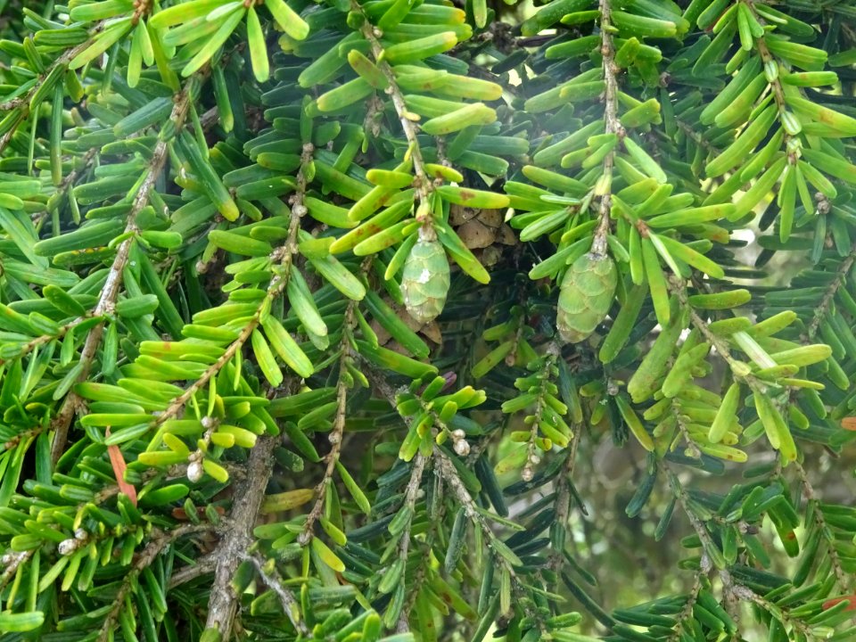 Cônes verts du Pruche de Chine, Tsuga chinensis, Pinacées,… 