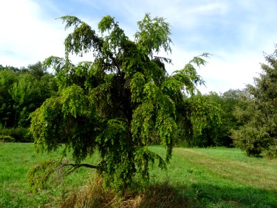 Pruche de Chine, Tsuga chinensis, Pinacées, Arboretum de C… 