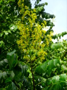 Savonnier de Chine, Koelreuteria integrifolia, Sapindacées… 