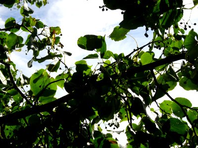 Tilleul de Chine, Tilia chinensis, Tiliacées, Arboretum de… 