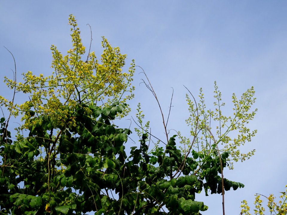 Savonnier de Chine, Koelreuteria integrifolia, Sapindacées… 