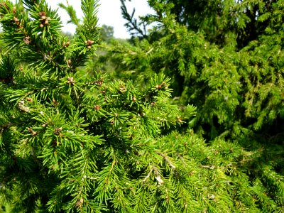 Epicéa de Sibérie, Picea obovata, Pinacées, Arboretum de C… 