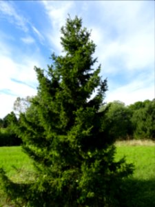 Epicéa de Sibérie, Picea obovata, Pinacées, Arboretum de C… 