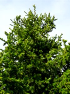 Epicéa de Sibérie, Picea obovata, Pinacées, Arboretum de C… 
