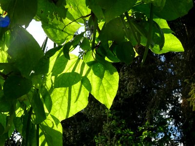 Catalpa boule, Catalpa bungei, Bignogniacées, Arboretum de… 