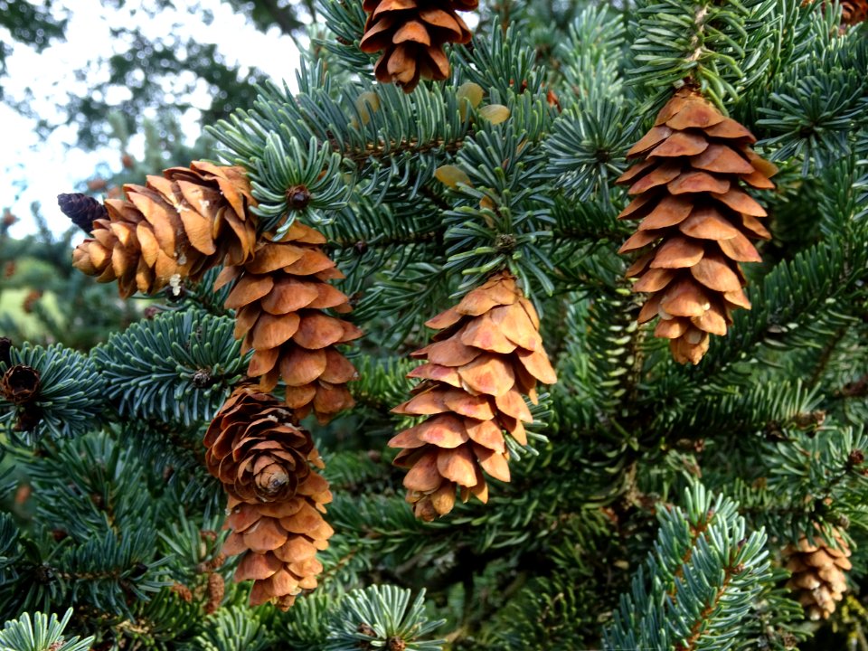 Cônes secs de l' Epicéa blanc ou Sapin du Canada, Picea gl… 