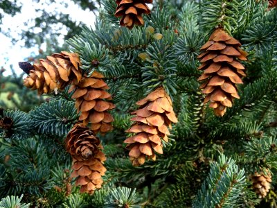 Cônes secs de l' Epicéa blanc ou Sapin du Canada, Picea gl… 