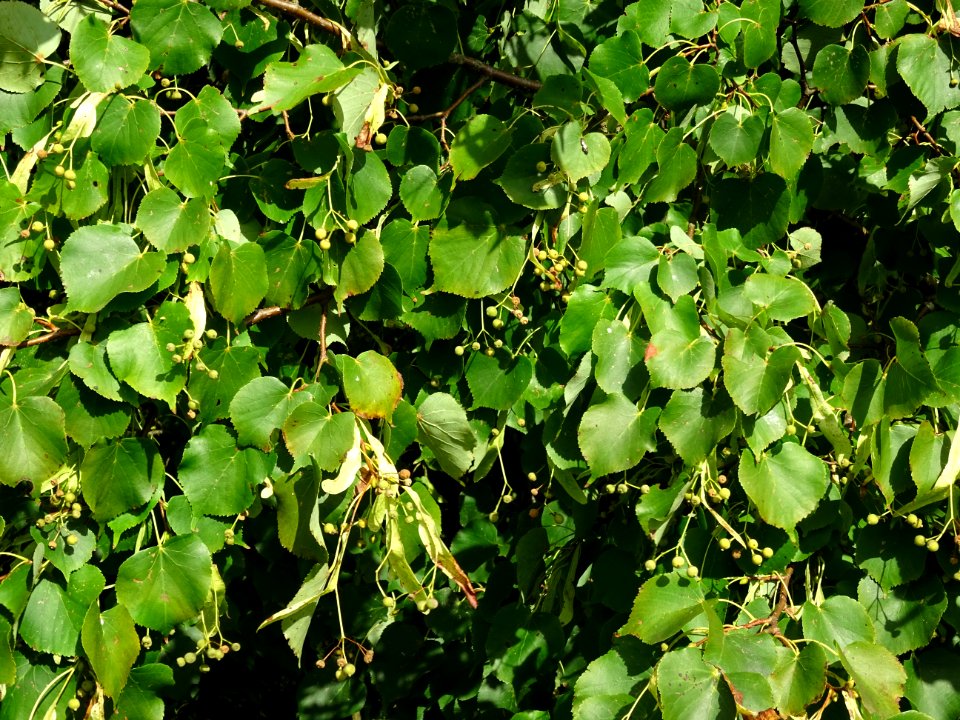Tilleul de Chine, Tilia chinensis, Tiliacées, Arboretum de… 