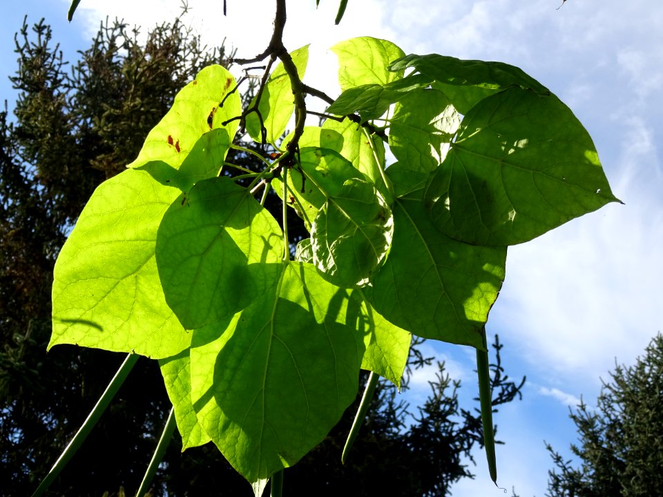 Catalpa boule, Catalpa bungei, Bignogniacées, Arboretum de… 