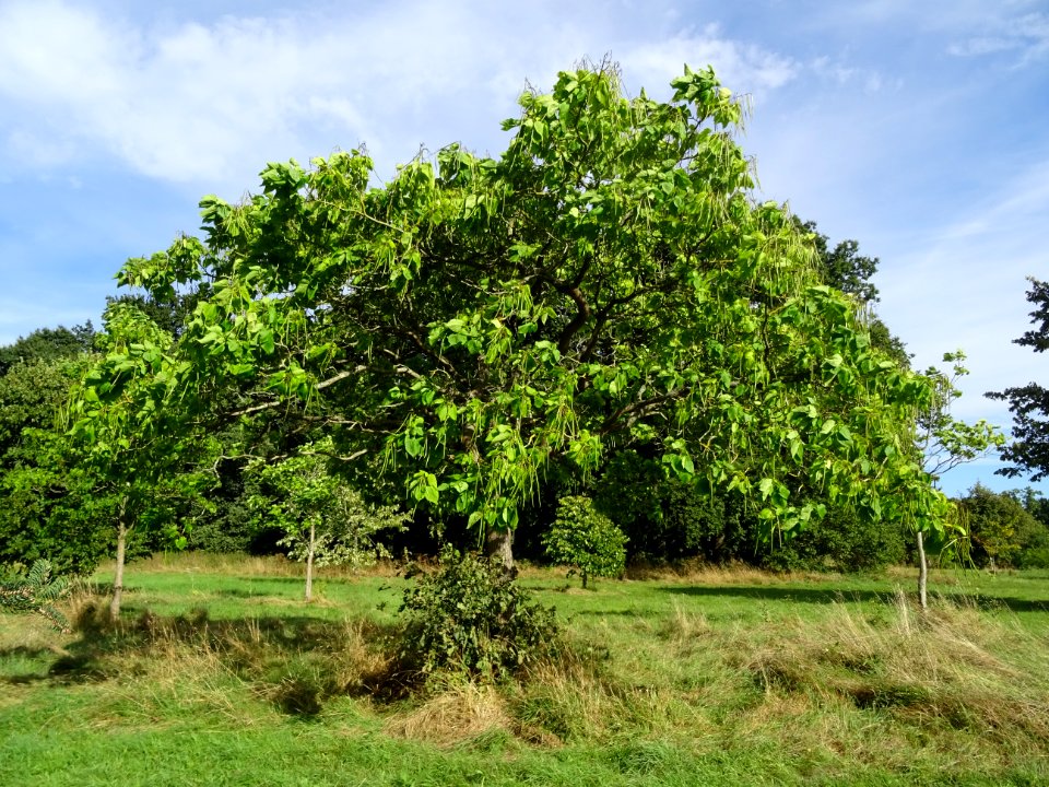 Catalpa boule, Catalpa bungei, Bignogniacées, Arboretum de… 