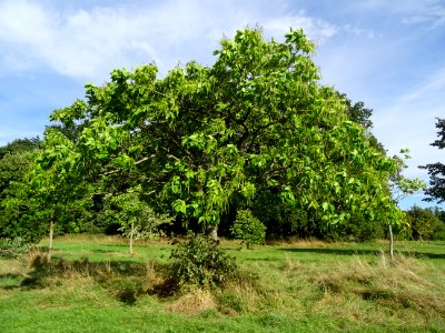 Catalpa boule, Catalpa bungei, Bignogniacées, Arboretum de… 