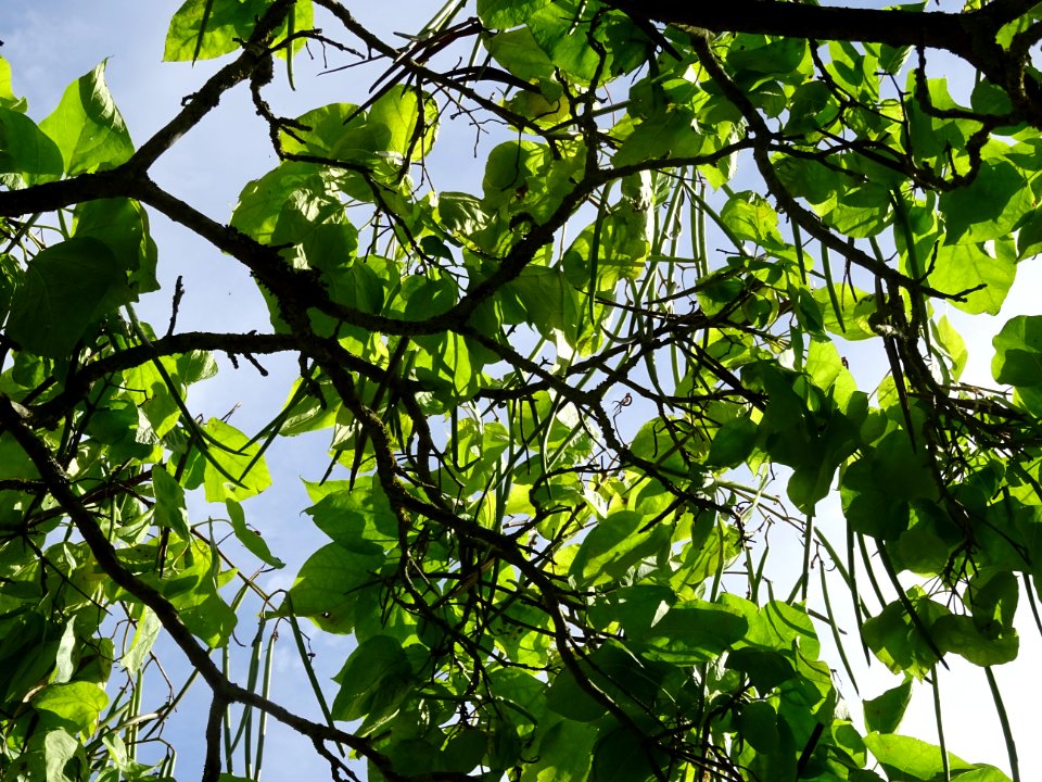 Catalpa boule, Catalpa bungei, Bignogniacées, Arboretum de… 