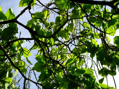 Catalpa boule, Catalpa bungei, Bignogniacées, Arboretum de… 