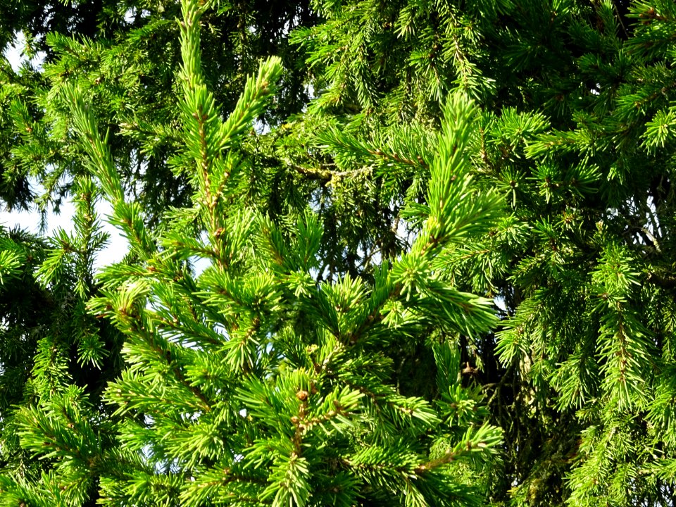 Epicéa de Sibérie, Picea obovata, Pinacées, Arboretum de C… 