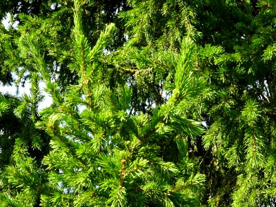 Epicéa de Sibérie, Picea obovata, Pinacées, Arboretum de C… 