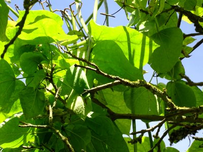 Catalpa boule, Catalpa bungei, Bignogniacées, Arboretum de… 