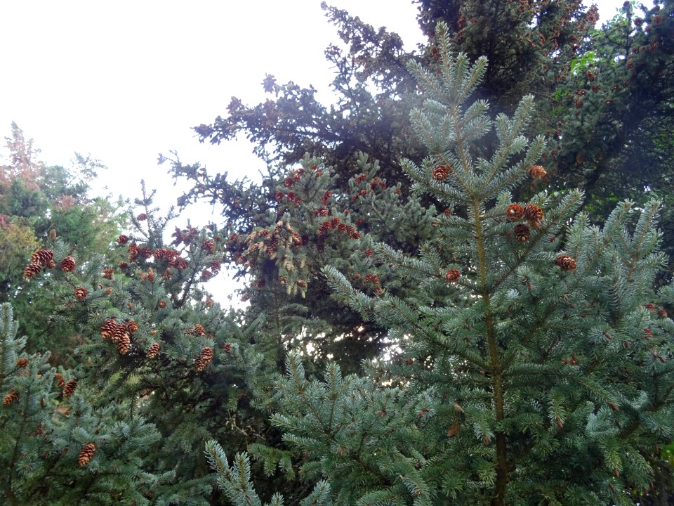 Epicéa blanc ou Sapin du Canada, Picea glauca, Pinacées, A… 