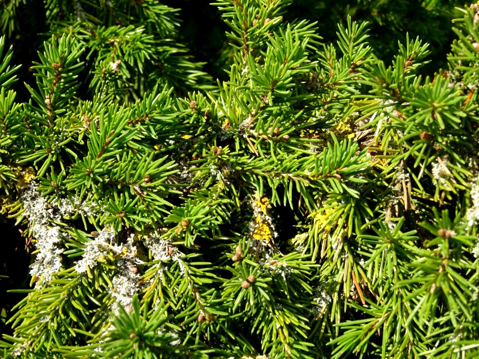 Epicéa de Sibérie, Picea obovata, Pinacées, Arboretum de C… 