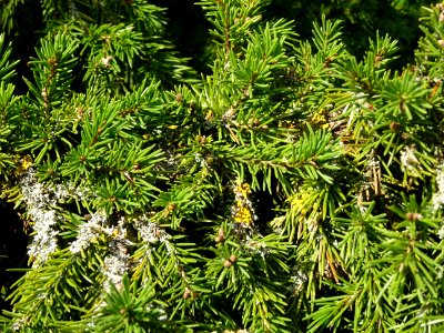 Epicéa de Sibérie, Picea obovata, Pinacées, Arboretum de C… 