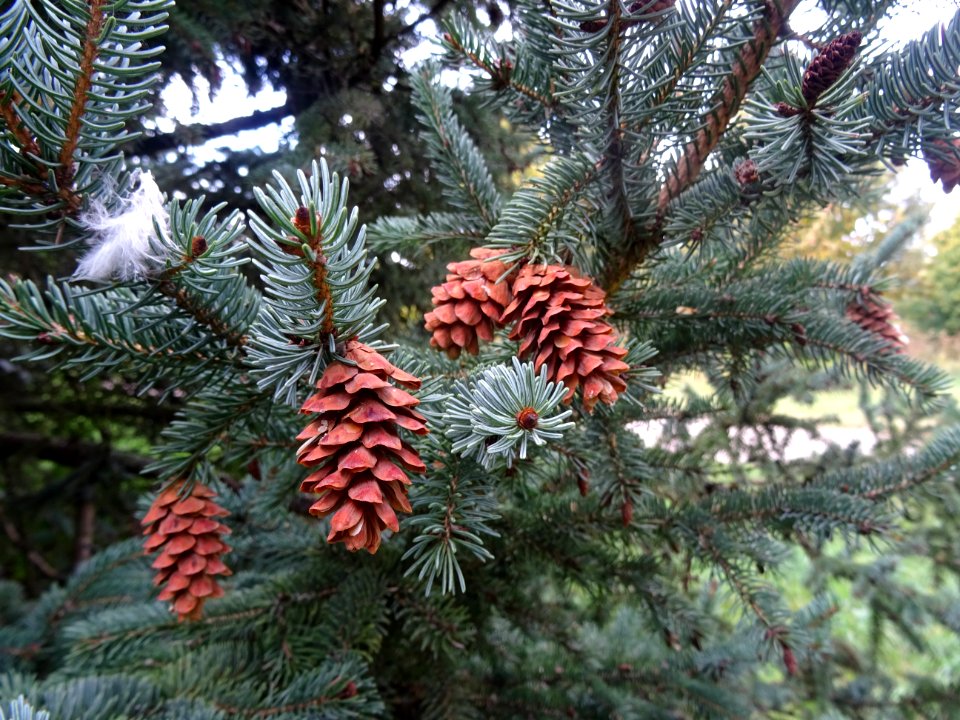 Cônes secs de l' Epicéa blanc ou Sapin du Canada, Picea gl… 