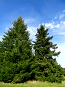 Sapin de Douglas, Pseudotsuga menziesii, Pinacées, Arboret… 