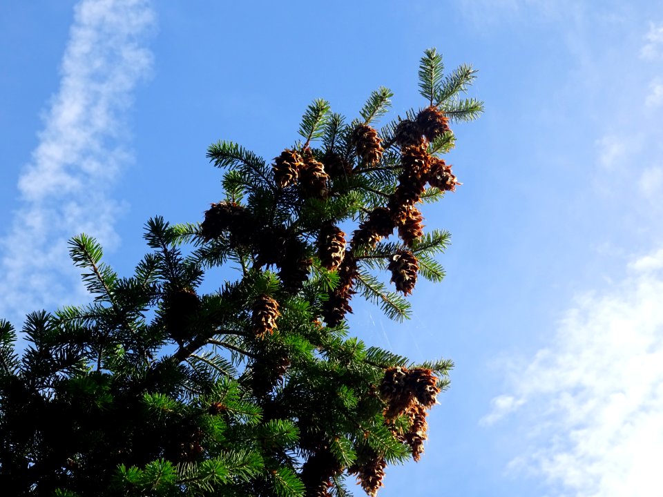 Cônes du Sapin de Douglas, Pseudotsuga menziesii, Pinacées… 