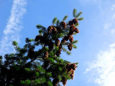 Cônes du Sapin de Douglas, Pseudotsuga menziesii, Pinacées… 