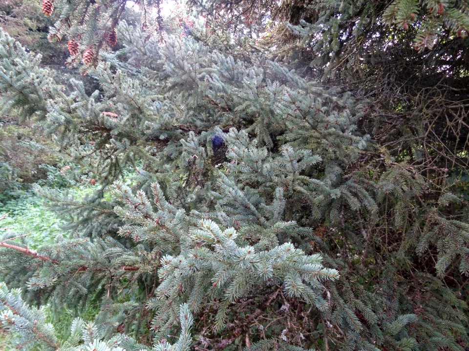 Epicéa blanc ou Sapin du Canada, Picea glauca, Pinacées, A… 