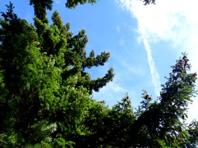 Sapin de Douglas, Pseudotsuga menziesii, Pinacées, Arboret… 