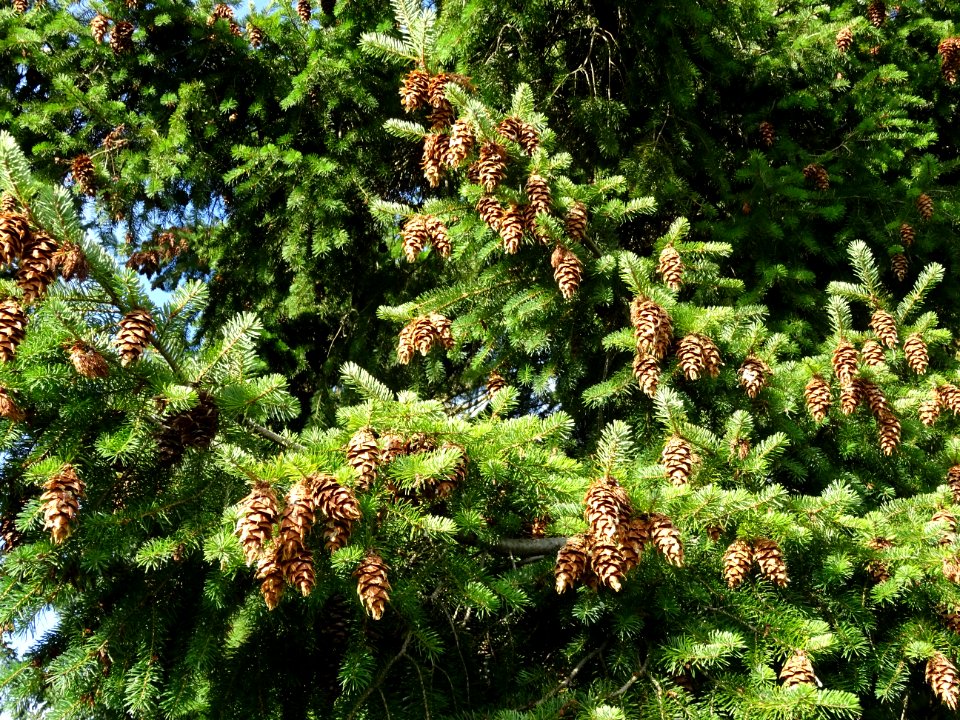 Cônes du Sapin de Douglas, Pseudotsuga menziesii, Pinacées… 