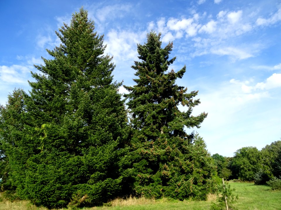 Sapin de Douglas, Pseudotsuga menziesii, Pinacées, Arboret… 