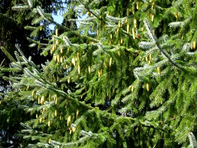 Cônes de l' Epinette de Sitka, Picea sitchensis, Pinacées,… 