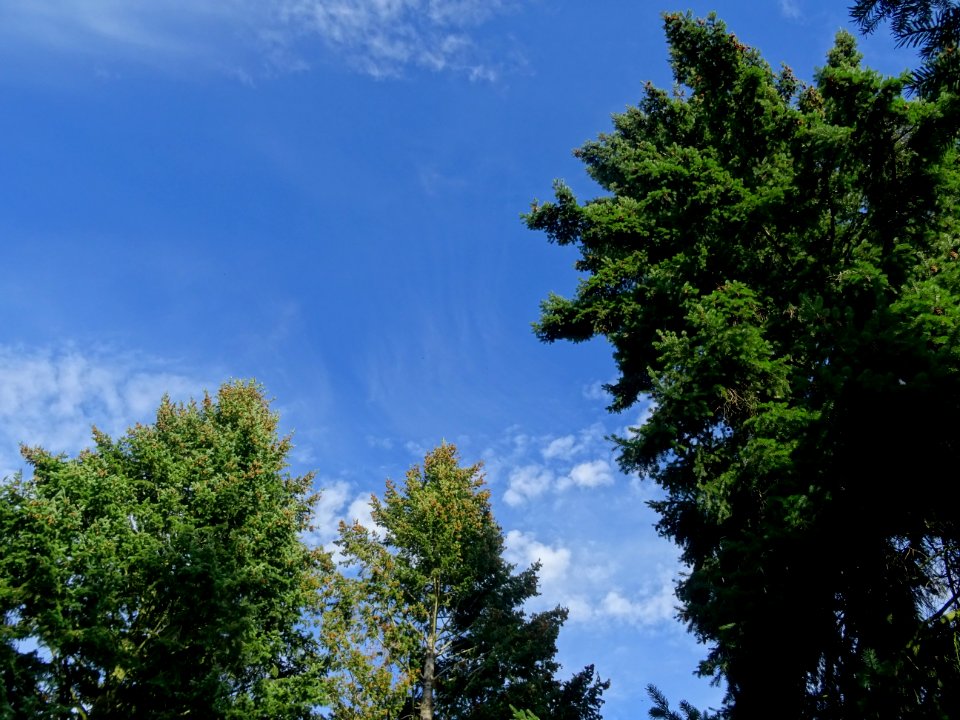 Sapin de Douglas, Pseudotsuga menziesii, Pinacées, Arboret… 