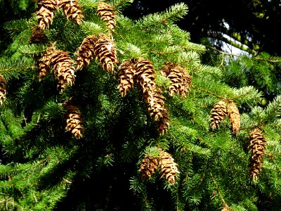 Cônes du Sapin de Douglas, Pseudotsuga menziesii, Pinacées… 