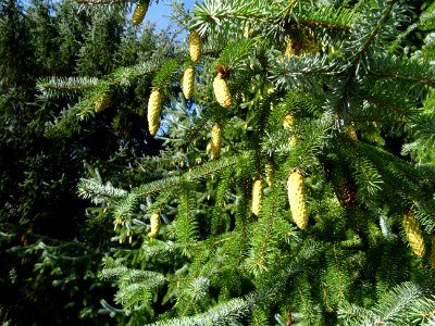 Cônes de l' Epinette de Sitka, Picea sitchensis, Pinacées,… 