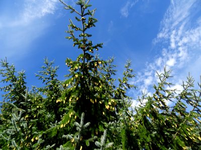 Epinette de Sitka, Picea sitchensis, Pinacées, Arboretum d… 