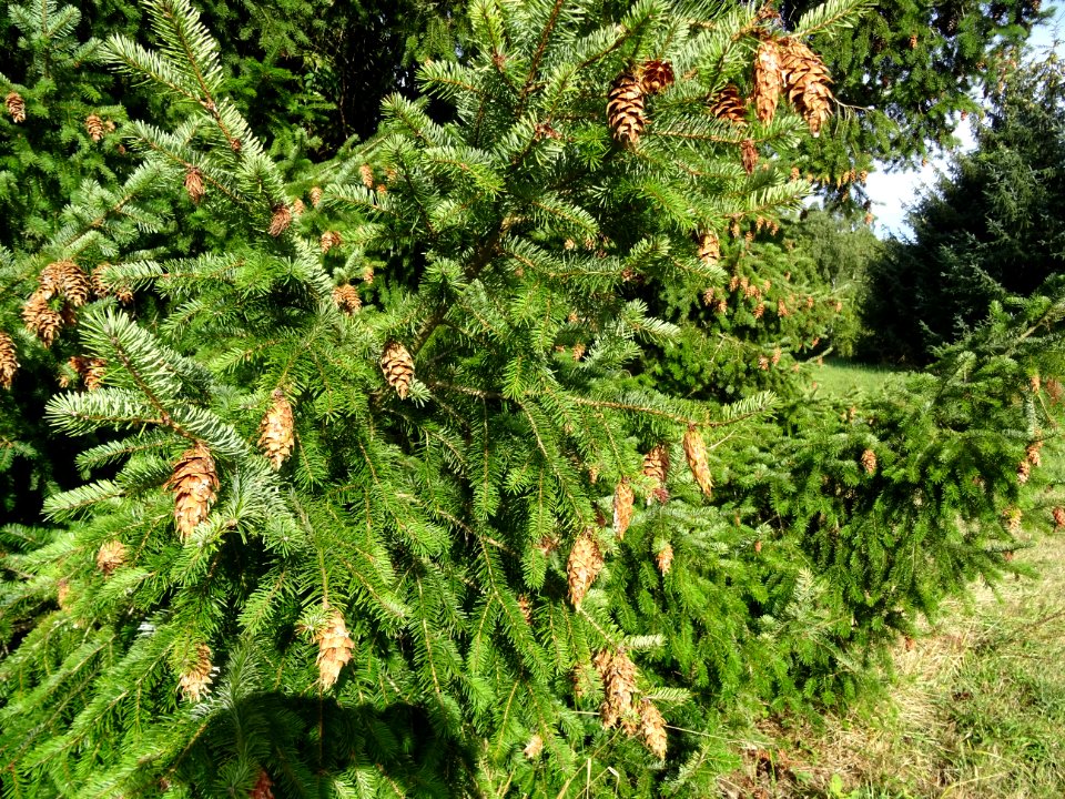Cônes du Sapin de Douglas, Pseudotsuga menziesii, Pinacées… 