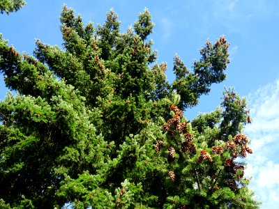Cônes du Sapin de Douglas, Pseudotsuga menziesii, Pinacées… 