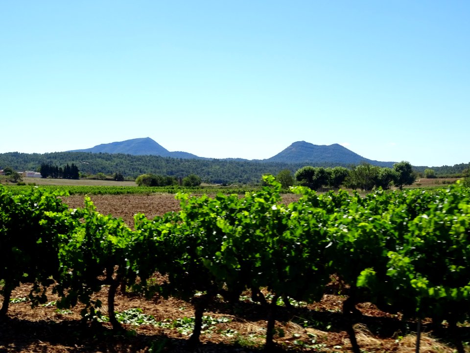 Vigne entre Varages et Tavernes, Var 