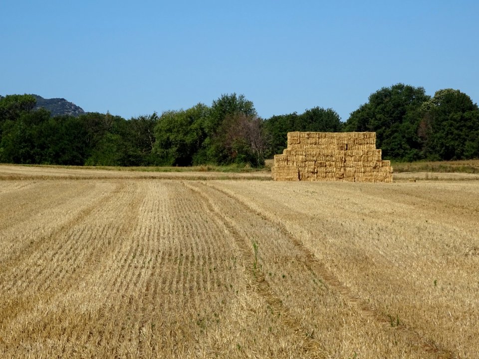 Prairie fauchée entre Saint-Martin-de-Pallières et Varages… 