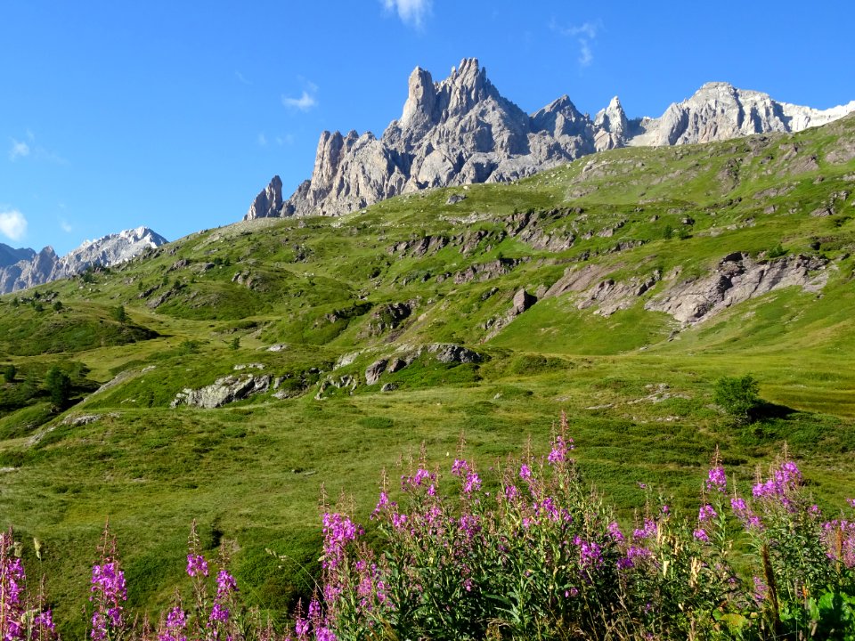 Epilobes et Roches de Crépin 
