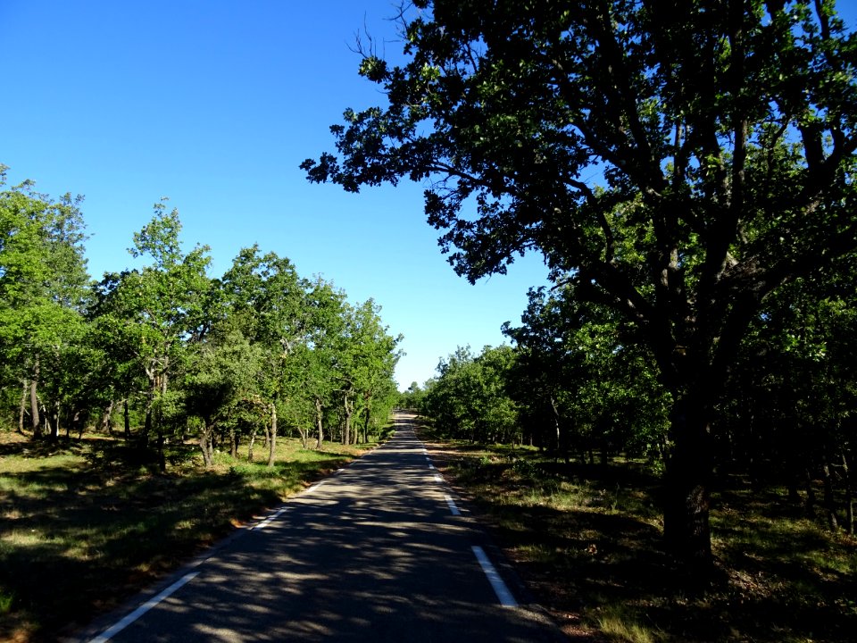 Sur la D64 pour aller vers Saint-Maximin-la-Sainte-Baume, … 