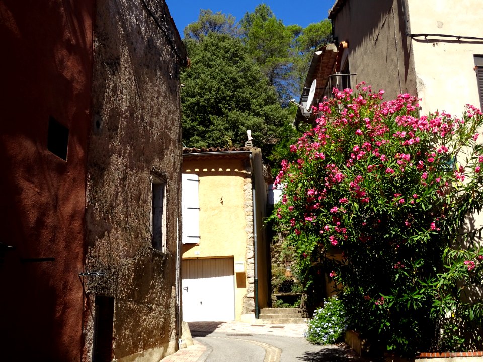 Maisons et laurier rose, Vins-sur-Caramy, Var 