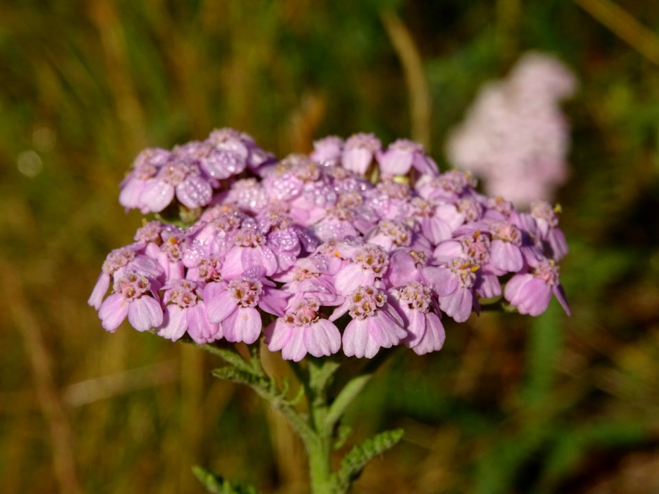Achillée millefeuille, Achillea millefolium, Astéracées 