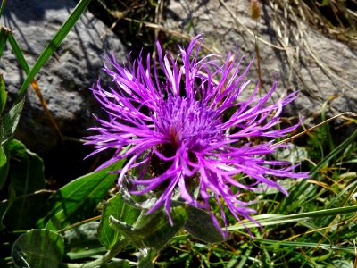 Centaurée des montagnes ou Bleuet des montagnes, Centaurea… 