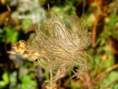 Fructification de la Benoîte rampante, Geum reptans, Rosac… 