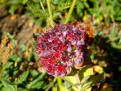 Orpin des infidèles, Hylotelephium anacampseros, (ex Sedum… 