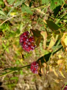 Orpin des infidèles, Hylotelephium anacampseros, (ex Sedum… 